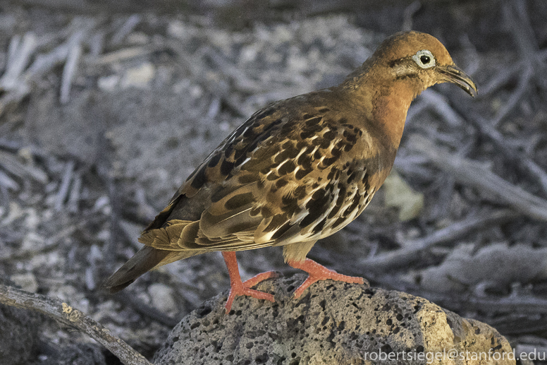 galapagos